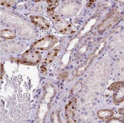 FOXI1 Antibody, Novus Biologicals:Antibodies:Primary Antibodies