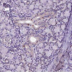 FOXI1 Antibody, Novus Biologicals:Antibodies:Primary Antibodies