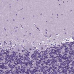 FOXI1 Antibody, Novus Biologicals:Antibodies:Primary Antibodies