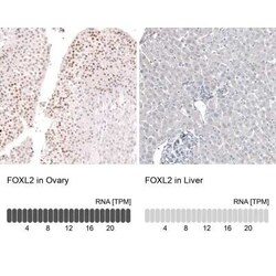 FOXL2 Antibody (CL12762), Novus Biologicals:Antibodies:Primary Antibodies