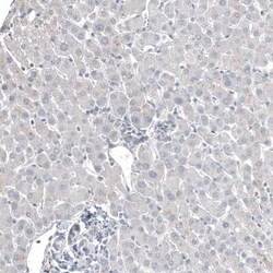 FOXL2 Antibody (CL12762), Novus Biologicals:Antibodies:Primary Antibodies