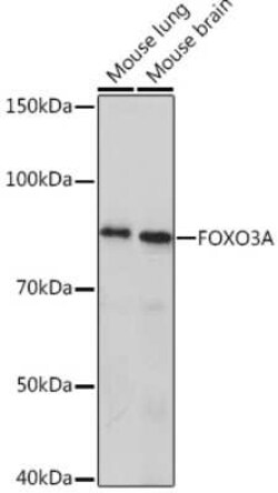 FOXO3 Rabbit anti-Human, Mouse, Clone: 8B9X5, Novus Biologicals:Antibodies:Primary