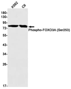 FOXO3, p Ser253 Antibody (S06-2G6), Novus Biologicals 100 &mu;g; Unconjugated:Antibodies,