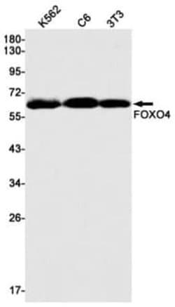 FOXO4 Rabbit anti-Human, Mouse, Rat, Clone: S03-3B2, Novus Biologicals 100 &mu;g | Buy Online | Novus Biologicals | Fisher Scientific