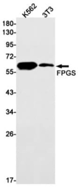 FPGS Antibody (S06-6B1), Novus Biologicals:Antibodies:Primary Antibodies