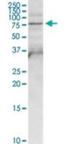 FPGT Antibody, Novus Biologicals 0.1 mg | Buy Online | Novus Biologicals | Fisher Scientific