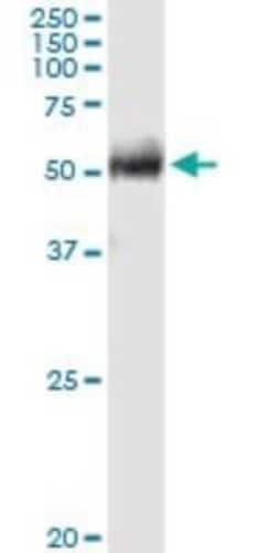 FPGT Antibody, Novus Biologicals 0.1 mg | Buy Online | Novus Biologicals | Fisher Scientific