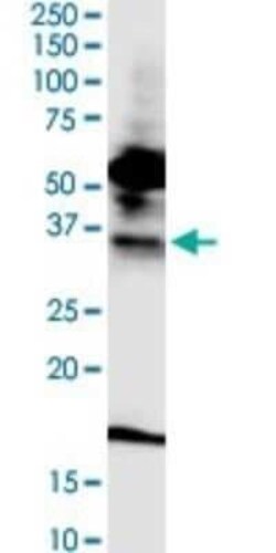 FPRL1/FPR2 Antibody (2G8), Novus Biologicals 0.1 mg | Buy Online | Novus Biologicals | Fisher Scientific