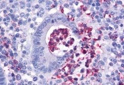 FPRL1/FPR2 Antibody, Novus Biologicals 50 &mu;g | Buy Online | Novus Biologicals | Fisher Scientific