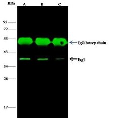 FRG1 Antibody, Novus Biologicals 50 &mu;g | Buy Online | Novus Biologicals | Fisher Scientific