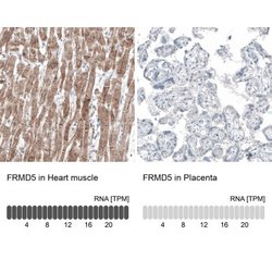 FRMD5 Antibody (CL9503), Novus Biologicals 100 &mu;L; Unconjugated:Antibodies,