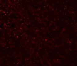 FRMPD3 Antibody - BSA Free, Novus Biologicals 0.1 mg; Unconjugated:Antibodies,