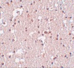 FRMPD3 Antibody - BSA Free, Novus Biologicals 0.1 mg; Unconjugated:Antibodies,