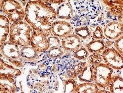 FSHR Antibody (6E8.2F5) - Azide and BSA Free, Novus Biologicals 0.1 mg;