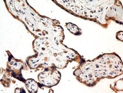 FSHR Antibody (6E8.2F5) - Azide and BSA Free, Novus Biologicals 0.1 mg;
