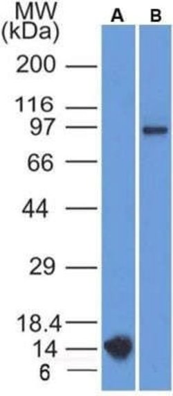 FSHR Antibody (6E8.2F5) - Azide and BSA Free, Novus Biologicals 0.1 mg;