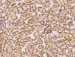 FSTL5 Antibody, Novus Biologicals 100 &mu;g; Unconjugated:Antibodies, Polyclonal