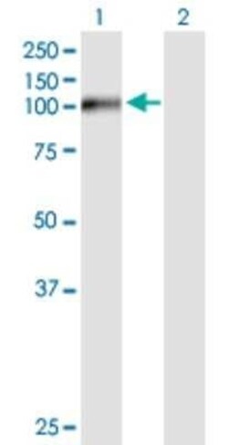 FSTL5 Antibody, Novus Biologicals 50 &mu;g | Buy Online | Novus Biologicals | Fisher Scientific