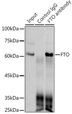 FTO Rabbit anti-Human, Clone: 2Q9K10, Novus Biologicals:Antibodies:Primary