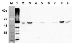 FTO, Mouse anti-Human, Clone: AG103, Novus Biologicals:Antibodies:Primary