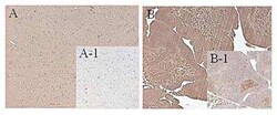 FTO, Mouse anti-Mouse, Clone: FT62-6, Novus Biologicals:Antibodies:Primary
