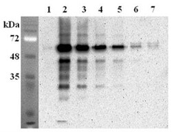 FTO, Mouse anti-Mouse, Clone: FT62-6, Novus Biologicals:Antibodies:Primary