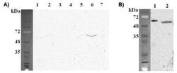 FTO, Mouse anti-Mouse, Clone: FT62-6, Novus Biologicals:Antibodies:Primary