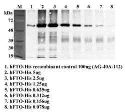 FTO, Mouse anti-Human,Mouse,Rat, Clone: FT86-4, Novus Biologicals 100 ug;
