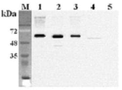 FTO, Mouse anti-Human,Mouse,Rat, Clone: FT86-4, Novus Biologicals 100 ug;
