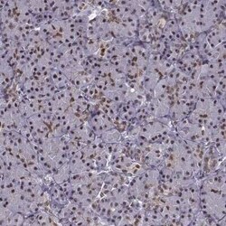 FTO Antibody, Novus Biologicals 25ul; Unconjugated:Antibodies, Polyclonal