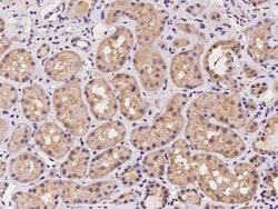 FTS Antibody, Novus Biologicals 50 &mu;g, Unconjugated:Antibodies, Polyclonal