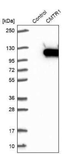 FTSJD2 Antibody, Novus Biologicals 0.1 mL; Unconjugated:Antibodies, Polyclonal