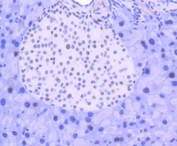 FUBP1 Rabbit anti-Human, Clone: SY11-04, Novus Biologicals 100&mu;L:Antibodies,