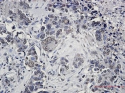 FUBP1 Antibody (S06-4F3), Novus Biologicals:Antibodies:Primary Antibodies