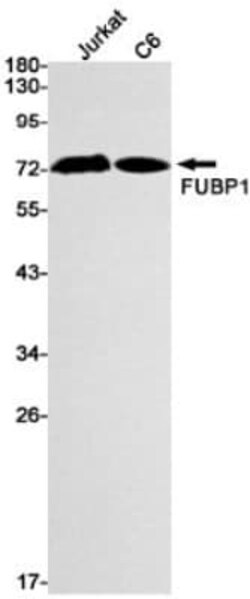 FUBP1 Antibody (S06-4F3), Novus Biologicals:Antibodies:Primary Antibodies