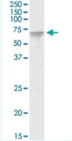 FUBP3 Antibody (7B10), Novus Biologicals 100 &mu;g | Buy Online | Novus Biologicals | Fisher Scientific