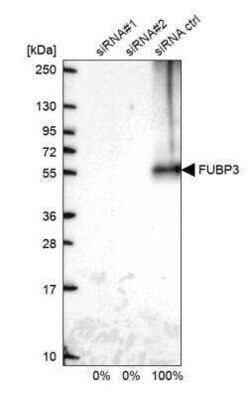 FUBP3 Antibody, Novus Biologicals:Antibodies:Primary Antibodies