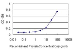 FUT10 Antibody (4H3), Novus Biologicals 0.1 mg; Unconjugated:Antibodies,