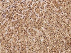 FXC1 Antibody, Novus Biologicals:Antibodies:Primary Antibodies