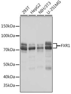 FXR1 Rabbit anti-Human, Mouse, Rat, Clone: 2S2B1, Novus Biologicals 100