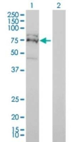 FXR1 Antibody (2G11), Novus Biologicals 0.1 mg | Buy Online | Novus Biologicals | Fisher Scientific