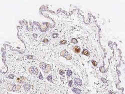 FXR1 Antibody, Novus Biologicals 100 &mu;g, Unconjugated:Antibodies, Polyclonal