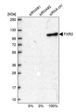FXR2 Antibody, Novus Biologicals 0.1 mL; Unconjugated:Antibodies, Polyclonal