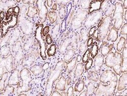 FXYD2 Antibody, Novus Biologicals 100 &mu;g, Unconjugated:Antibodies, Polyclonal