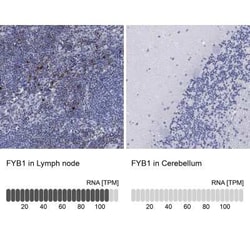 FYB/ADAP/SLAP130 Rabbit anti-Human, Polyclonal, Novus Biologicals:Antibodies:Primary