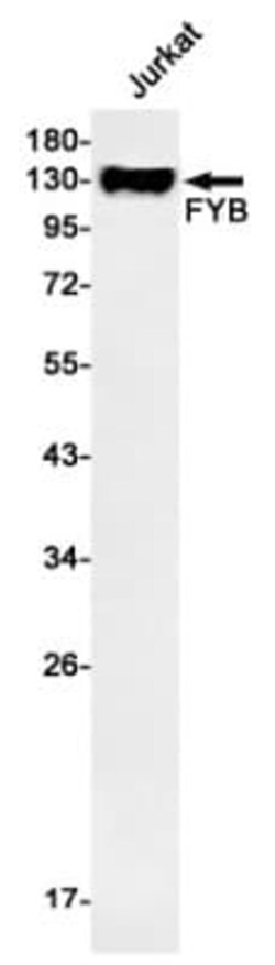 FYB/ADAP/SLAP130 Antibody (S03-0H1), Novus Biologicals:Antibodies:Primary