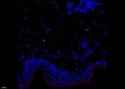 Factor XIIIa Antibody (SPM180), Novus Biologicals:Antibodies:Primary Antibodies