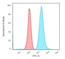 Fascin Antibody (FSCN1/417), Novus Biologicals:Antibodies:Primary Antibodies