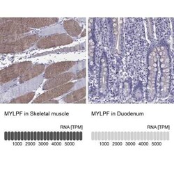 Fast skeletal myosin light chain 2 Antibody, Novus Biologicals:Antibodies:Primary