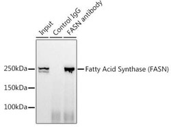 Fatty Acid Synthase/FASN Rabbit anti-Human, Mouse, Clone: 4U9S3, Novus Biologicals 20 &mu;g | Buy Online | Bio-Techne | Fisher Scientific